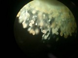 Allomyces macrogynus image