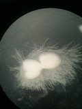 Allomyces macrogynus image