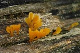 Dacryopinax spathularia image