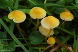 Mycena crocea image