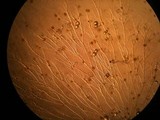 Pilobolus kleinii image