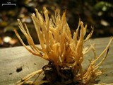 Tremellodendron pallidum image