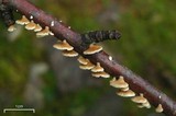 Plicaturopsis crispa image