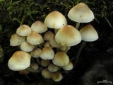 Mycena inclinata image