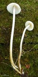 Mycena inclinata image