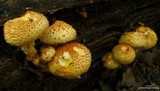 Pholiota squarrosoides image