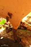 Royoporus badius image
