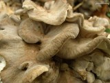 Grifola frondosa image