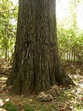 Grifola frondosa image