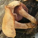 Laccaria ochropurpurea image