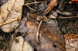 Psilocybe stuntzii image
