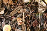 Psilocybe stuntzii image