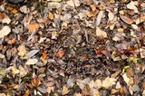 Psilocybe stuntzii image