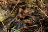 Psilocybe serbica image