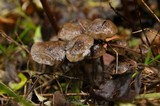 Psilocybe serbica image