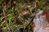 Psilocybe serbica image
