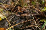 Psilocybe serbica image