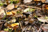 Psilocybe serbica image
