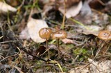 Psilocybe serbica image