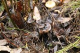 Psilocybe serbica image