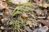 Psilocybe serbica image