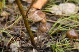 Psilocybe serbica image