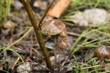 Psilocybe serbica image