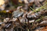 Psilocybe serbica image
