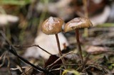 Psilocybe serbica image