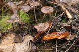 Psilocybe serbica image