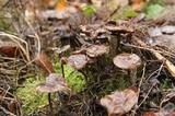 Psilocybe serbica image