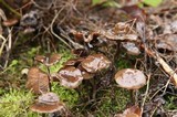 Psilocybe serbica image