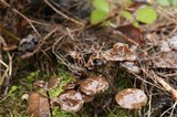 Psilocybe serbica image