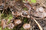 Psilocybe serbica image