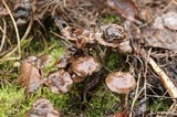 Psilocybe serbica image