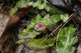 Psilocybe serbica image