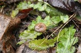 Psilocybe serbica image