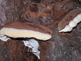 Ganoderma polychromum image