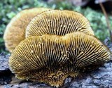 Gloeophyllum sepiarium image
