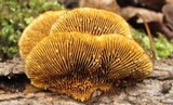 Gloeophyllum sepiarium image