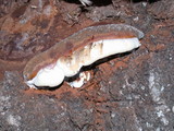 Ganoderma polychromum image