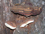Ganoderma polychromum image