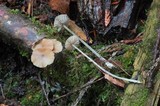 Entoloma hebes image