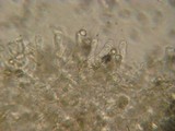 Entoloma hebes image