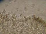 Entoloma hebes image