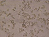 Entoloma hebes image