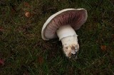 Agaricus californicus image
