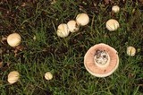Agaricus californicus image