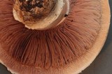 Agaricus californicus image