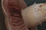 Agaricus californicus image